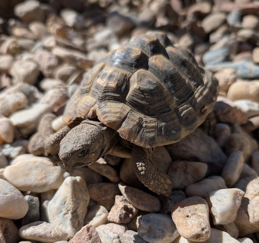 Junge Schildkröte