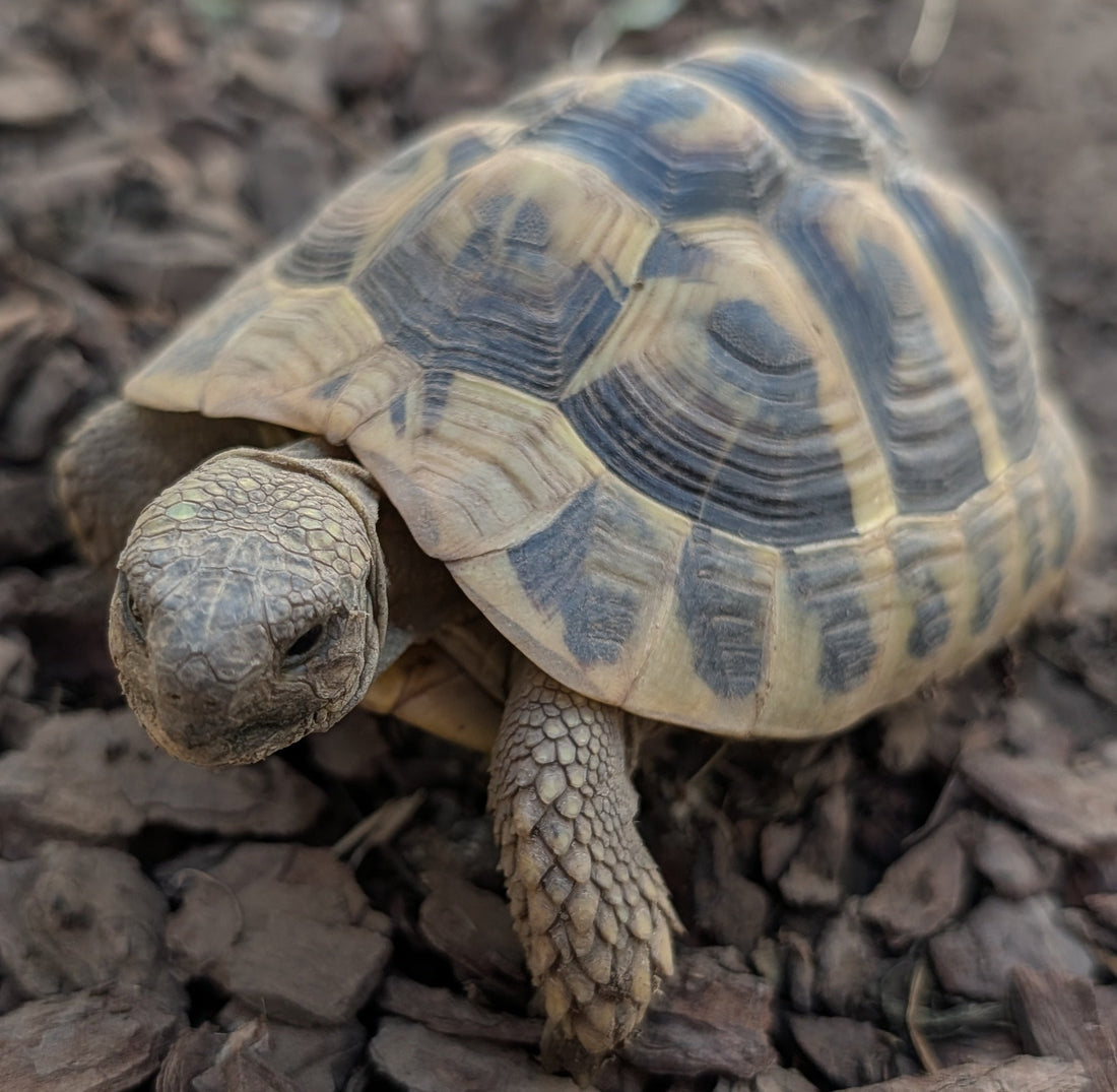Zwei männliche Landschildkröten suchen