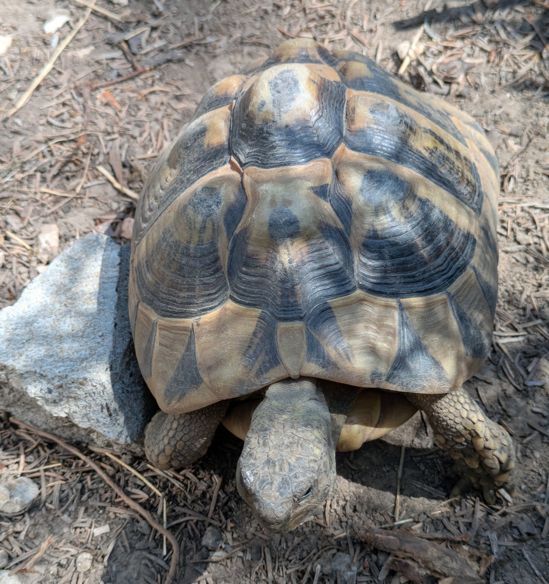Griechische Landschildkröten