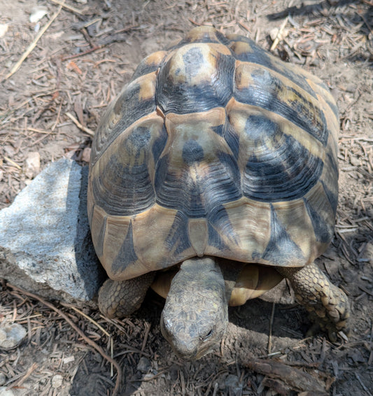 Griechische Landschildkröten