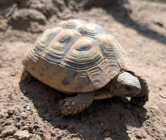 Junge Griechische Landschildkröte sucht