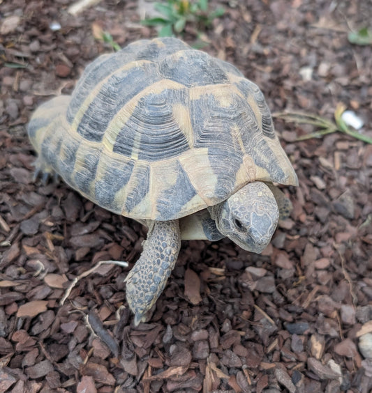 Griechische Landschildkröte NZ 2017 männlich abzugeben
