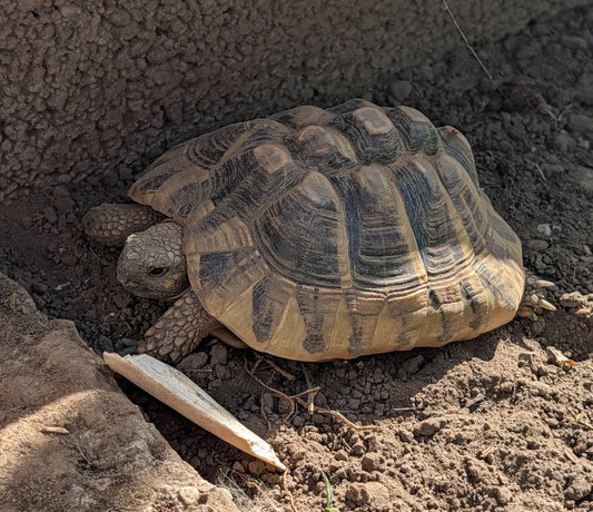 Zwei griechische Landschildkröten abzugeben w+m