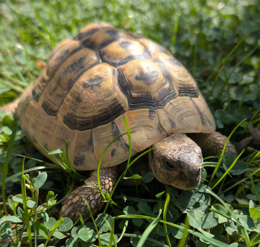 Männchen zu verschenken 17 Jahre alt
