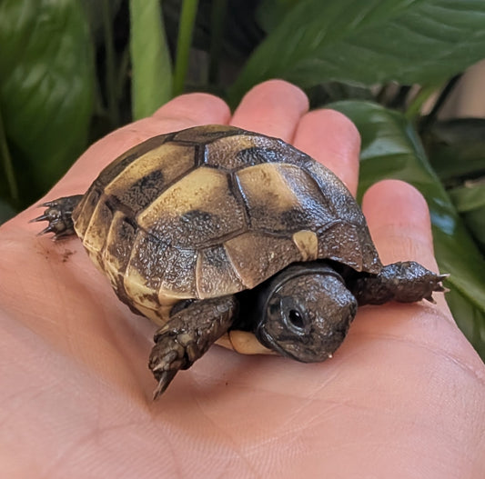 4 Baby griechische Landschildkröten zu verschenken