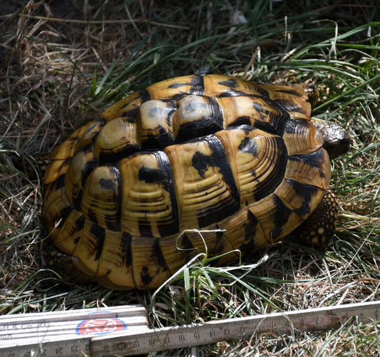 2 griech. Landschildkröten zu verkaufen, Weibchen, 18 Jahre alt