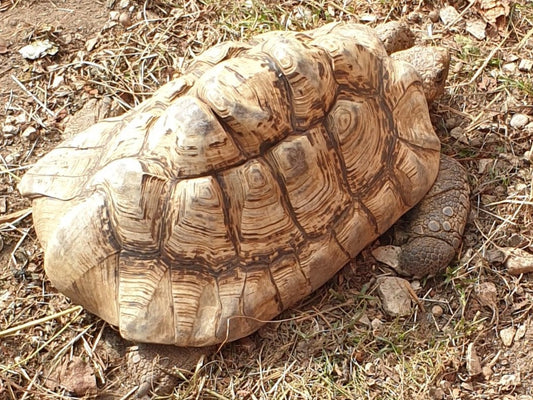 3 adulte Pantherschildkröten abzugeben