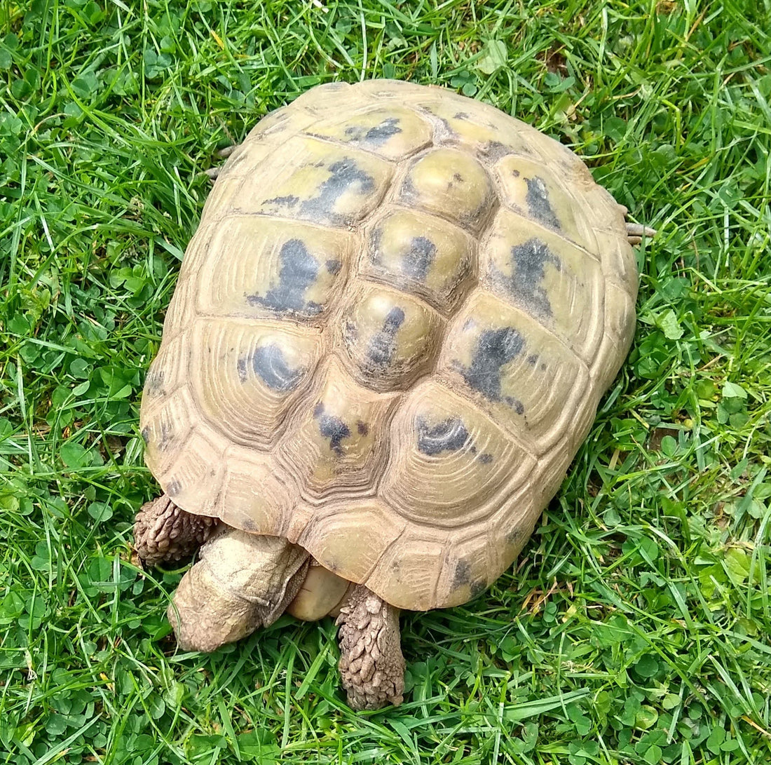 Griechische alte Schildkröte zu verkaufen