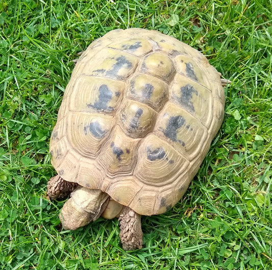 Griechische alte Schildkröte zu verkaufen