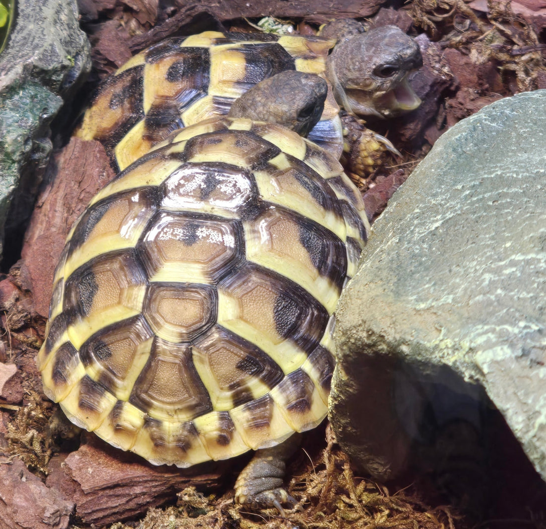 2 Griechische Landschildkröten 2 Jahre mit CITES Papiere