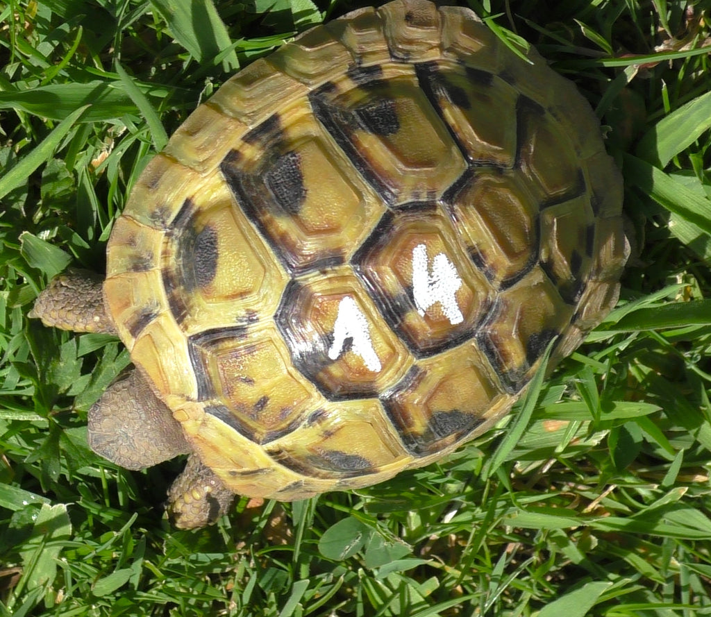 Griechische Landschildkröten Nachzucht 2024 THB