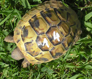 Griechische Landschildkröten Nachzucht 2024 THB