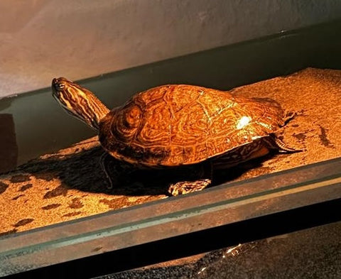 Wasserschildkröten gerne mit Aquarium zu verkaufen