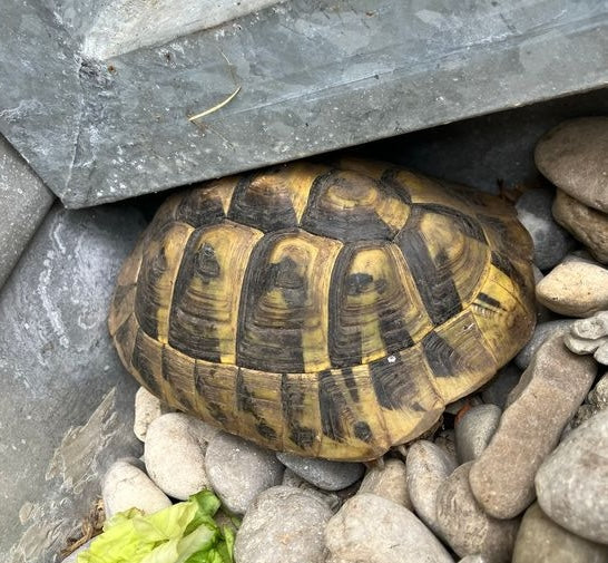 2x Griechische Schildkröten NZ2019 zu verkaufen