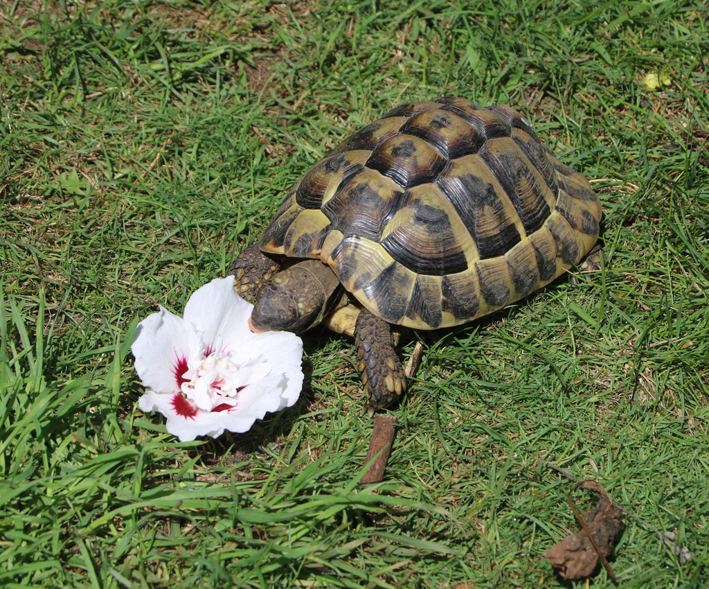 Griechische Landschildkröten NZ aus 2018 bis 2020