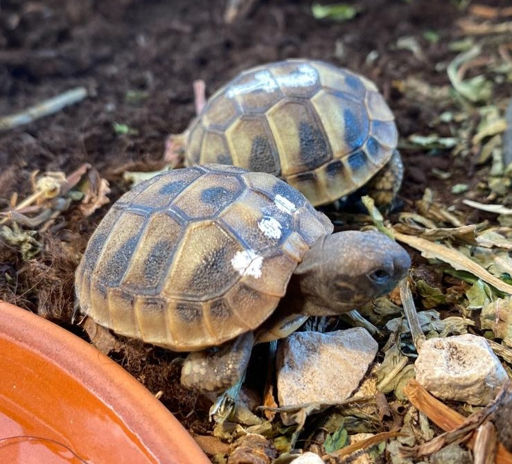 Griechische Landschildkröten NZ 2025 mit EG Bescheinigung zu verkaufen