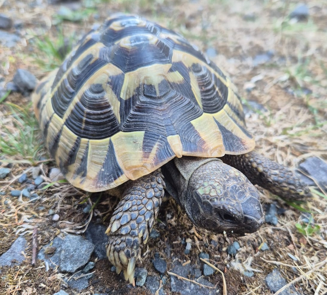 Griechische Landschildkröten (Testudo hermanni boettgeri) mit EU-Bescheinigung abzugeben