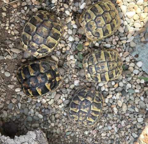 Griechische Landschildkröten Nachzucht 24 zu verkaufen