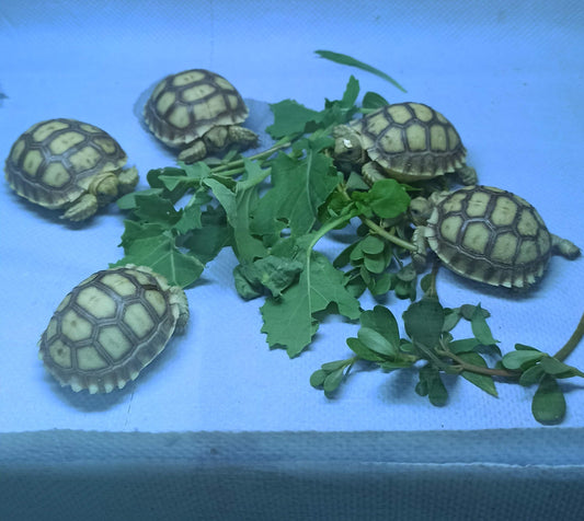 Junge Spornschildkröten