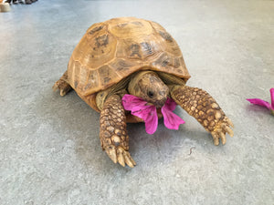 Russische Landschildkröte