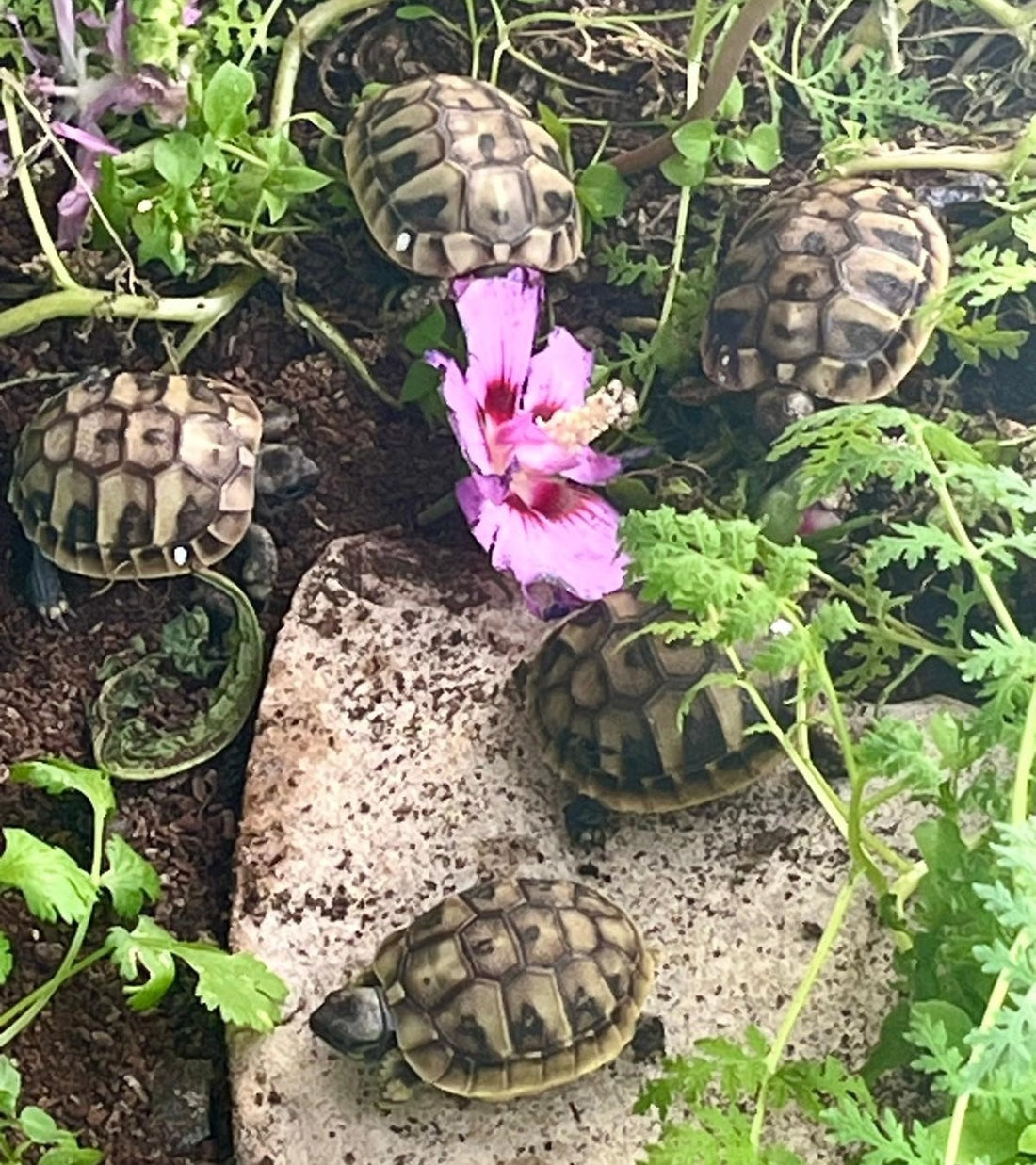 Top Nachzuchten Griechische Landschildkröten NZ 2025