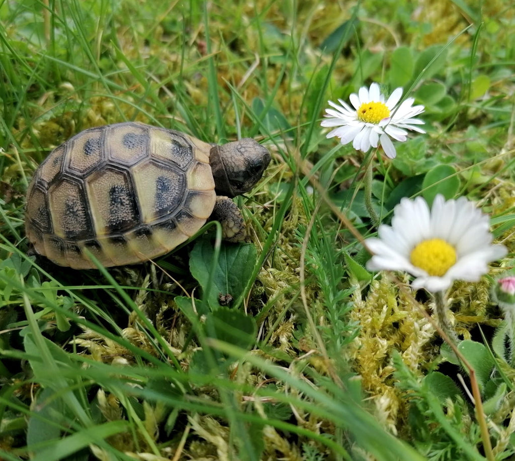 Griechische Landschildkröten NZ 2024