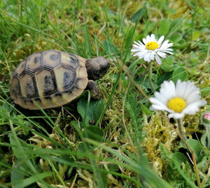 Griechische Landschildkröten NZ 2024