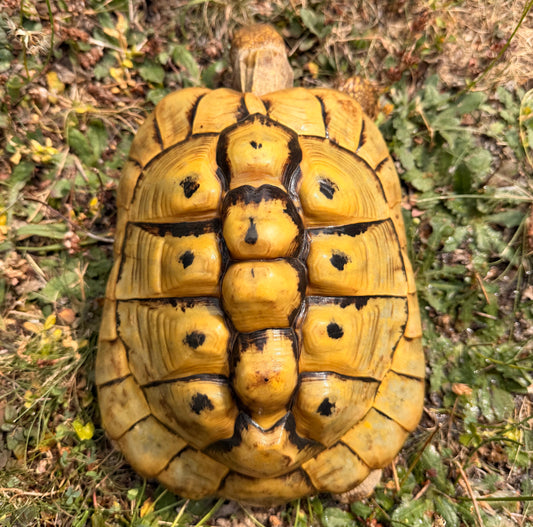 Griechische Landschildkröten