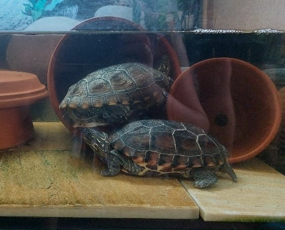 Dreikielschildkröten 13 Jahre alt