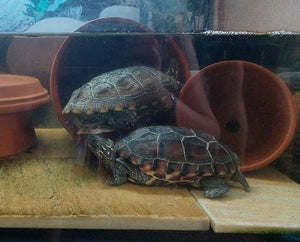 Dreikielschildkröten 13 Jahre alt