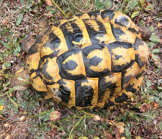 Griechische Landschildkröten