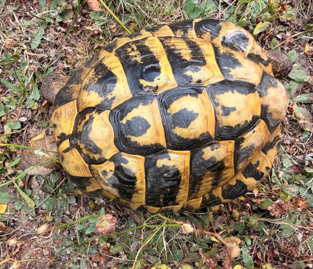 Griechische Landschildkröten
