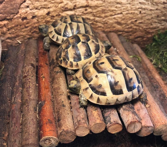 Maurisch/Eurasische Landschildkröte
