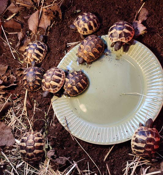 Griechische Landschildkröten NZ 2025