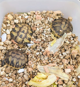 Griechische Landschildkröten Nachzuchten abzugeben