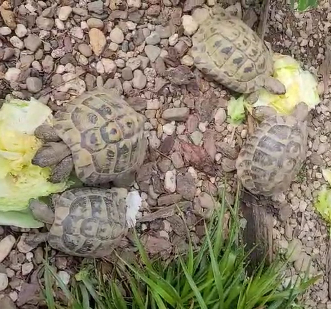Griechische Landschildkröte, THB Männchen, gechipt von 2001 und 2011