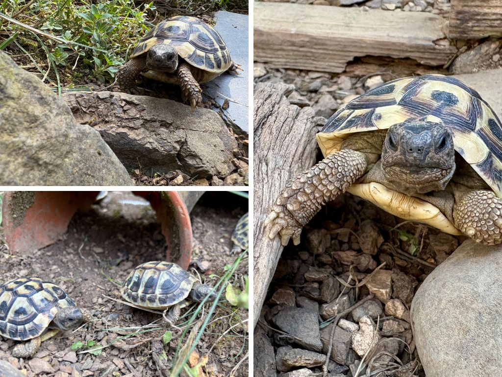 Griechische Landschildkröten Thb NZ 2018, 2019, 2020