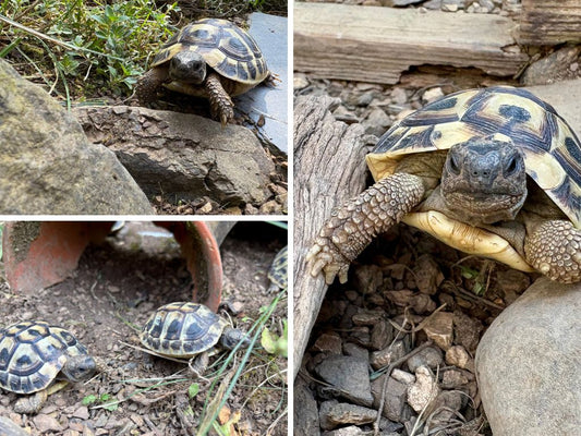 Griechische Landschildkröten Thb NZ 2018, 2019, 2020