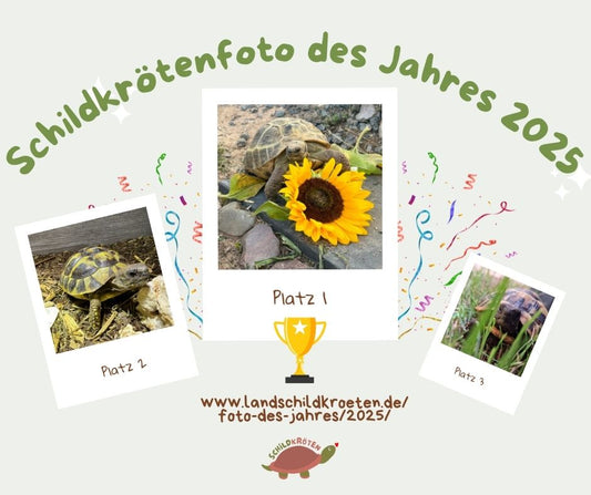 Schildkrötenfoto des Jahres 2025: Die Gewinner stehen fest