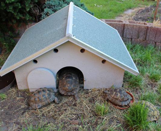 Landschildkrötengruppe sucht wegen Erbfalls neues Zuhause