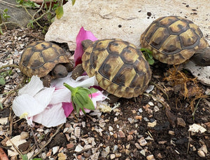 Griechische Landschildkröten NZ 2024