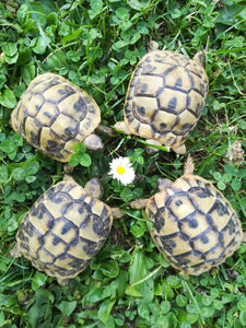 Schöne und gesunde griechische Landschildkröten aus Nachzucht 2021