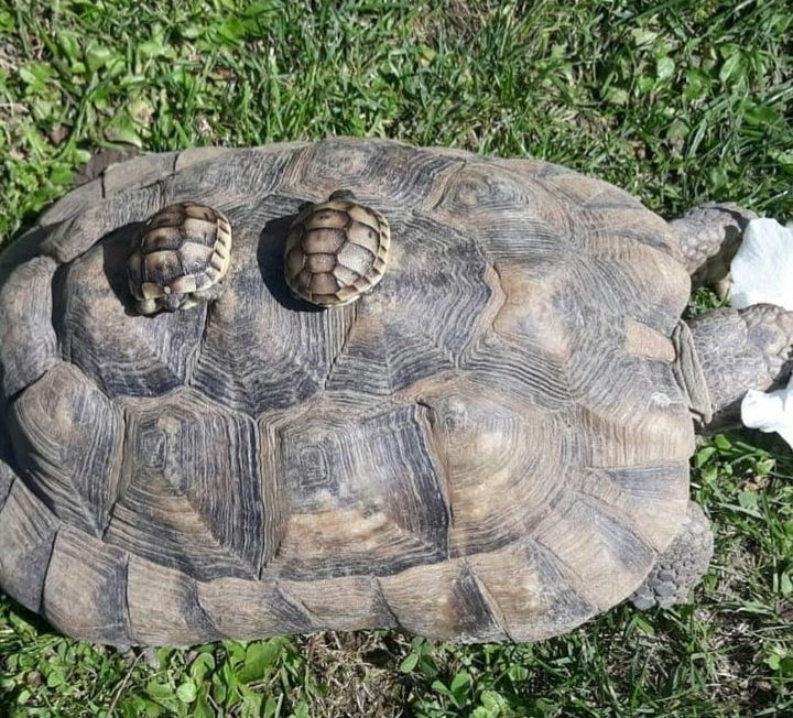 5er Gruppe Maurische Landschildkröten
