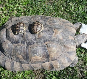 5er Gruppe Maurische Landschildkröten