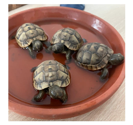 Suche junge Landschildkröten 2 Stück