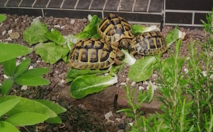 3 Griechische Landschildkröten