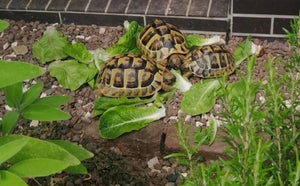 3 Griechische Landschildkröten
