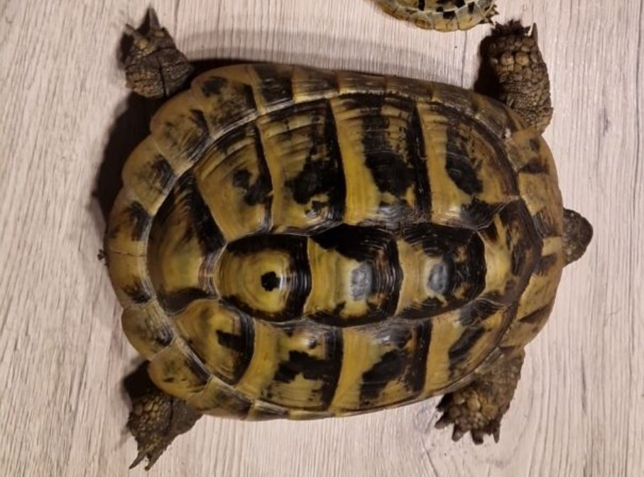 Eierlegendes Weibchen aus 2014