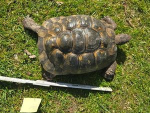 Maurische Landschildkröte Weibchen 2006