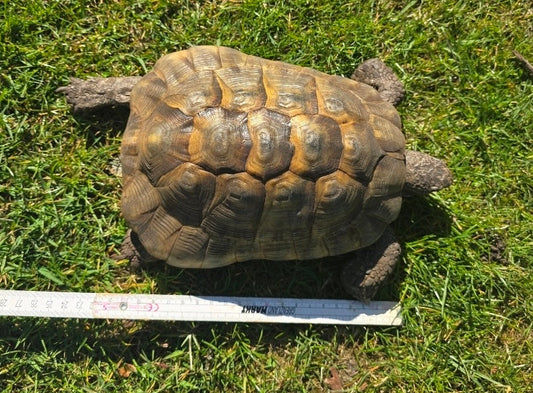 Maurische Landschildkröte männlich 2006